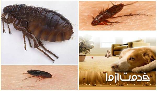 از بین بردن کک 