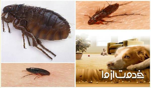از بین بردن کک 