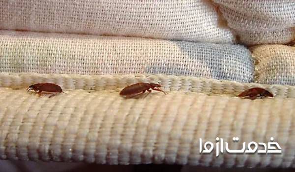 از بین بردن کک در منزل