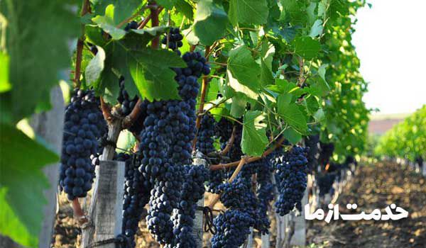 بهبود کود برای رشد سریع درخت انگور