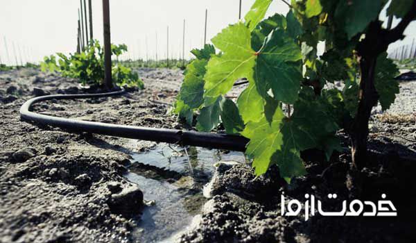 روش کاشت انگور و تکثیر انگور