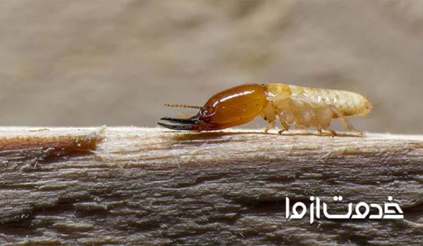 از بین بردن موریانه در منزل