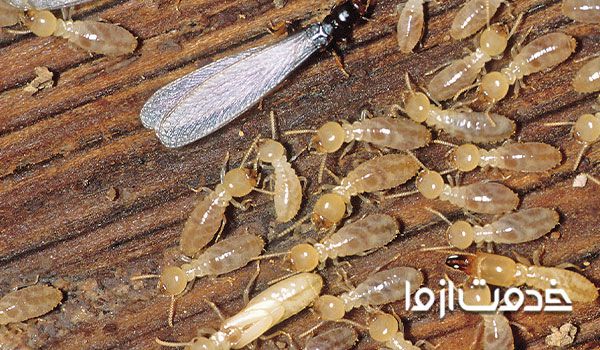 از بین بردن موریانه در دیوار خانه