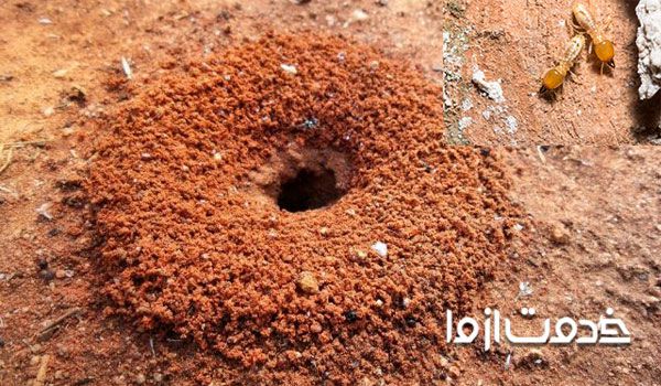 راه سریع از بین بردن موریانه