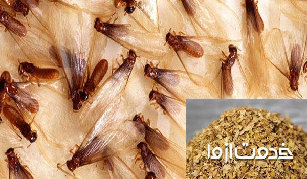 از بین بردن موریانه با تنباکو