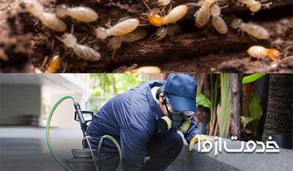 استفاده از نماتدها در از بین بردن موریانه ها