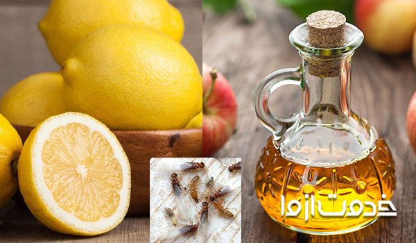 موریانه با چه چیزی از بین میرود