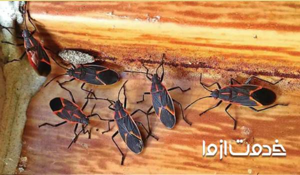 از بین بردن حشرات