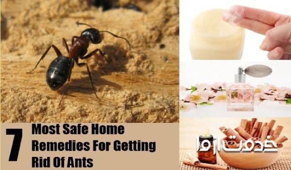 سم خانگی براع دفع حشرات