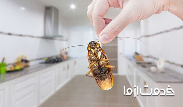 خطرات سوسک آلمانی