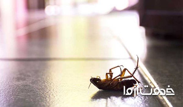 مراحل سمپاشی سوسک ریز آشپزخانه