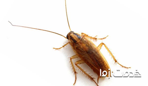 سمپاشی سوسک ریز آشپزخانه