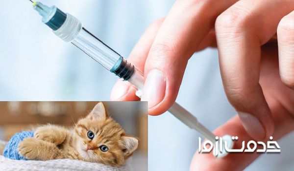 برنامه واکسیناسیون بچه گربه - عوارض بعد از واکسیناسیون گربه