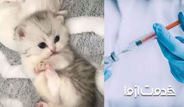 برنامه واکسیناسیون بچه گربه - مراقبت بعد از واکسیناسیون بچه گربه