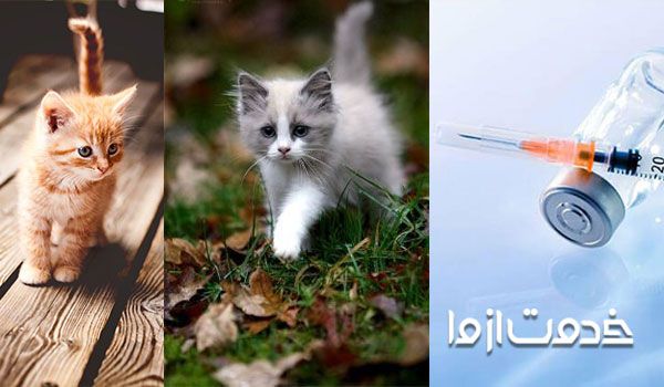 برنامه واکسیناسیون بچه گربه - واکسن گربه خیابانی