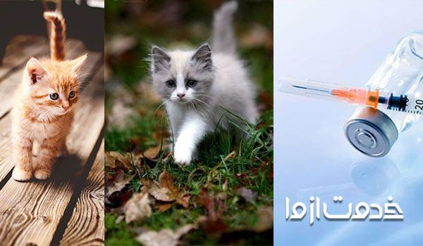 برنامه واکسیناسیون بچه گربه - واکسن گربه خیابانی
