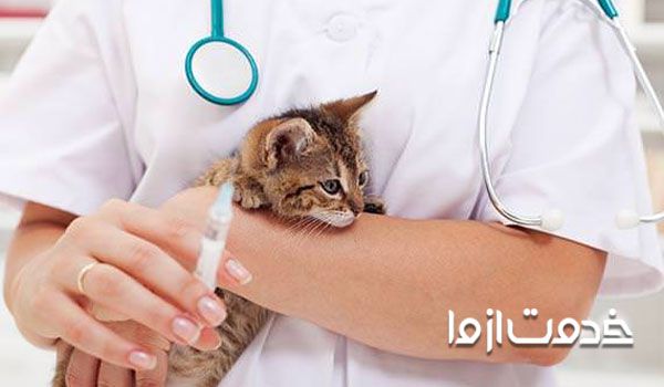 مراقلت بعد از واکسن گربه - عوارض بعهد از واکسیناسیون گربه