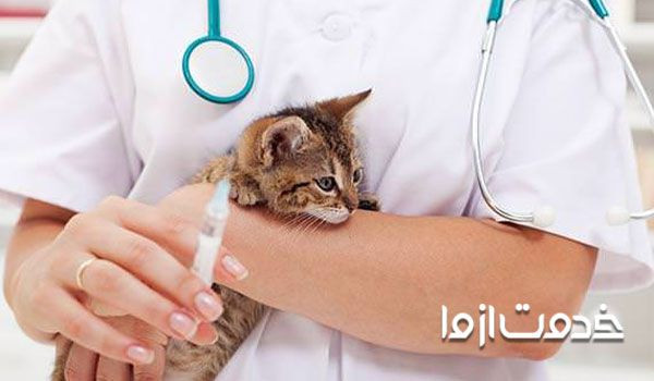 مراقلت بعد از واکسن گربه - عوارض بعهد از واکسیناسیون گربه