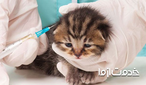 قیمت واکسن گربه چقدر است؟