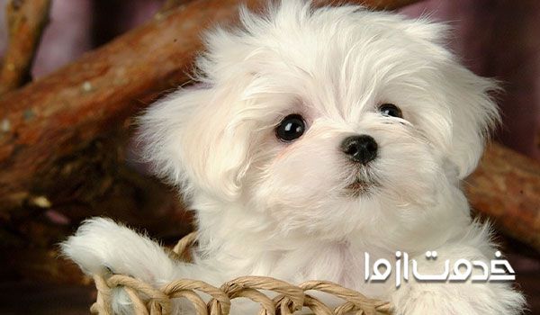 همه چیز درباره توله سگ - همه چی در مورد توله سگ