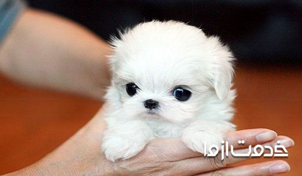 همه چیز در مورد توله سگ - توله سگ نژاد ژرمن - توله سگ نژاد هاسکی