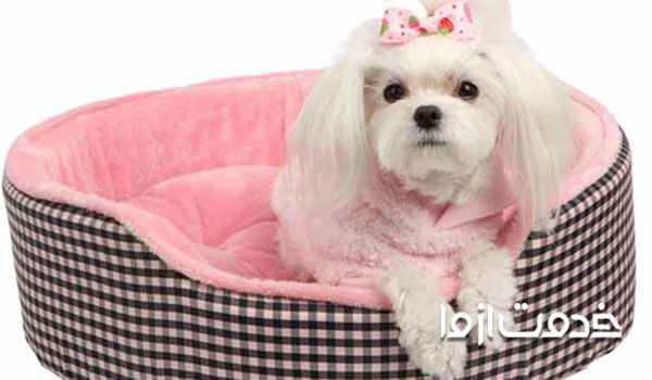 نگهداری توله سگ دو ماهه - نحوه شیر خوردن توله سگ