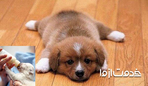 غذای توله سگ یک ماهه 