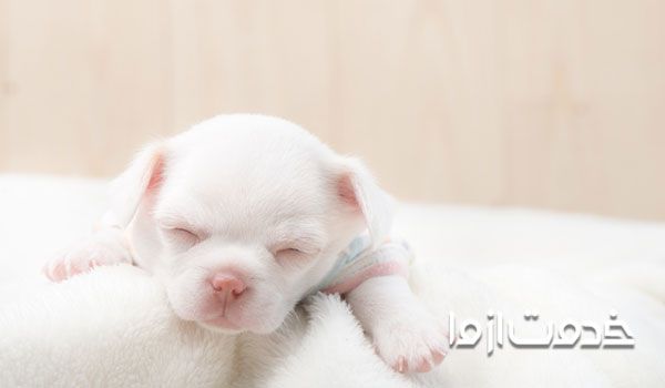 مراقبت از توله سگ های تازه متولد شده