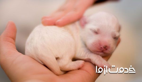 همه چیز در مورد توله سگ - غذای توله سگ تازه متولد شده