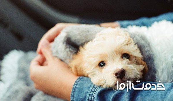 نگهداری از توله سگ بی مادر - همه چیز درباره نگهداری از توله سگ