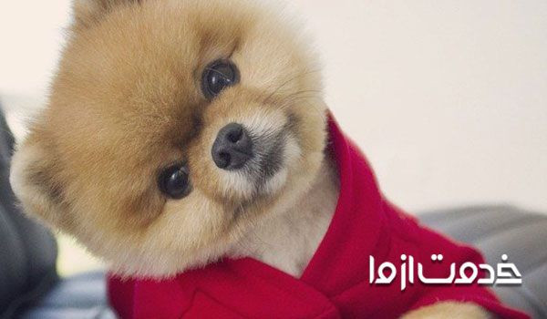 همه چیز درباره توله سگ - تشخبص سن توله سگ