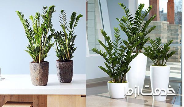 قیمت زامیفولیا