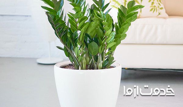 آب یاری زامیفولیا