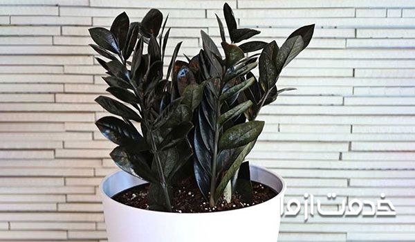 زامیفولیا بلک