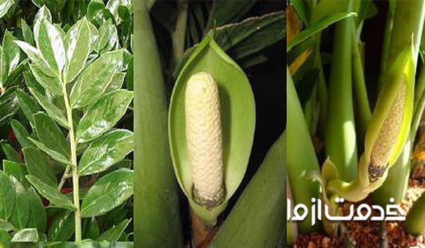 قیمت گل زامیفولیا