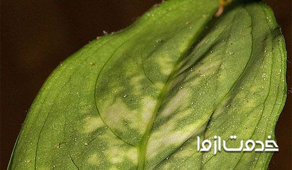 آفات و بیماری‌های گیاه دیفن باخیا