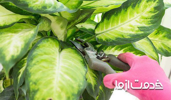 تکثیرگیاه دیفن باخیا