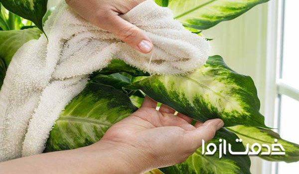 تمیز کردن گیاه دیفن باخیا