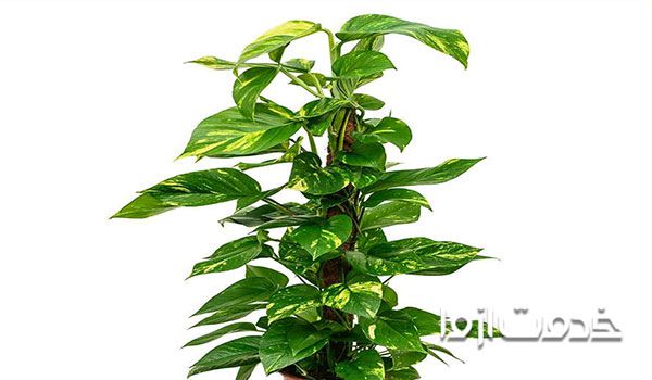 تقویت گل پیتوس، نگهداری گل پیتوس