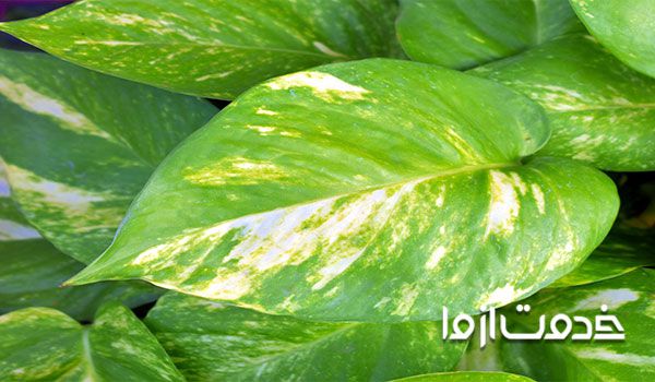 تقویت گل پیتوس، مقدار نور