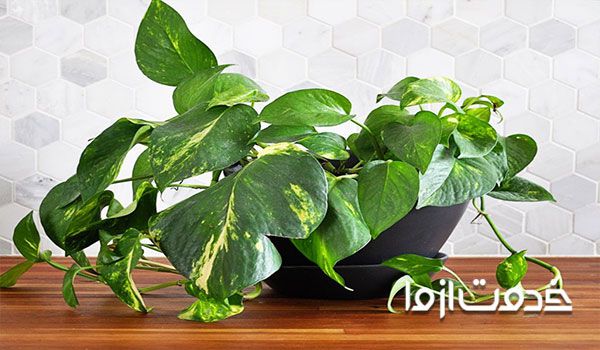 تقویت گل پیتوس، روش نگهداری، نور