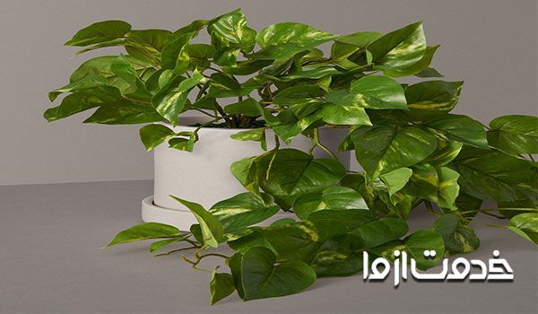 تقویت گل پیتوس