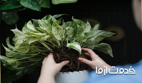 تقویت گل پیتوس، تعویض گلدان