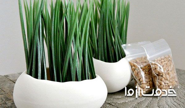 آموزش کاشت سبزه عید