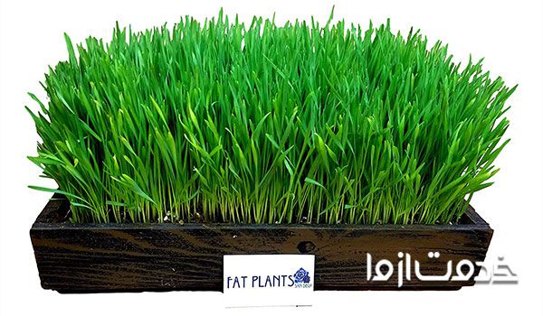 سبزه عید با هسته پرتقال