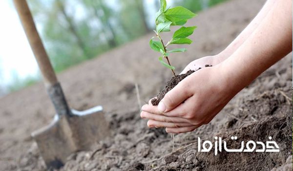 فاصله کاشت درخت