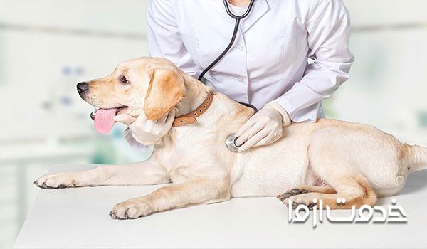 انتقال ویروس کرونا از حیوانات