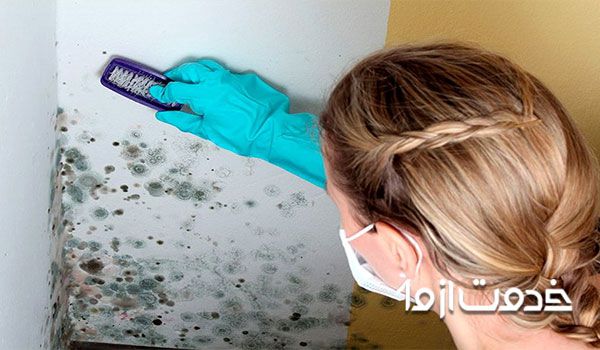 کپک دیوار - کپک سیاه روی دیوار