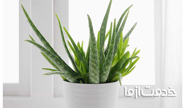 گیاهانی که به نور زیاد نیاز دارند