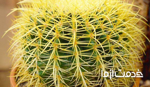 گیاهانی که به آب کم نیاز دارند